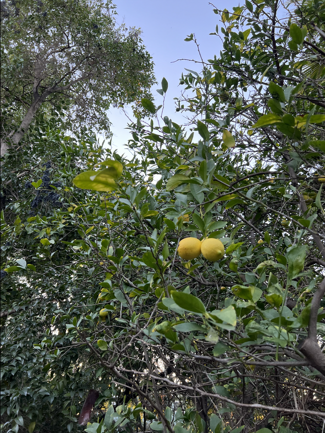 Garden Fruit Trees - 5115 Coldwater Canyon Ave