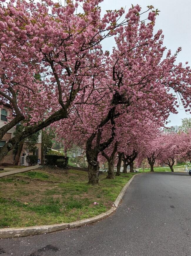 Cherry Blossom - 280 Bridgewater Rd