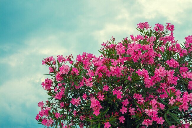 Building Photo - 3838 Gibraltar Avenue