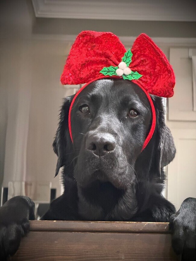 Building Photo - Gift yourself free application fees for this 1st Floor Immaculate 1 bedroom for rent in Sunny Myr...