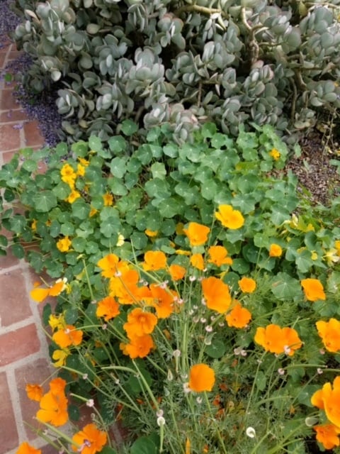 Natural flowers in backyard - 634 N Naomi St