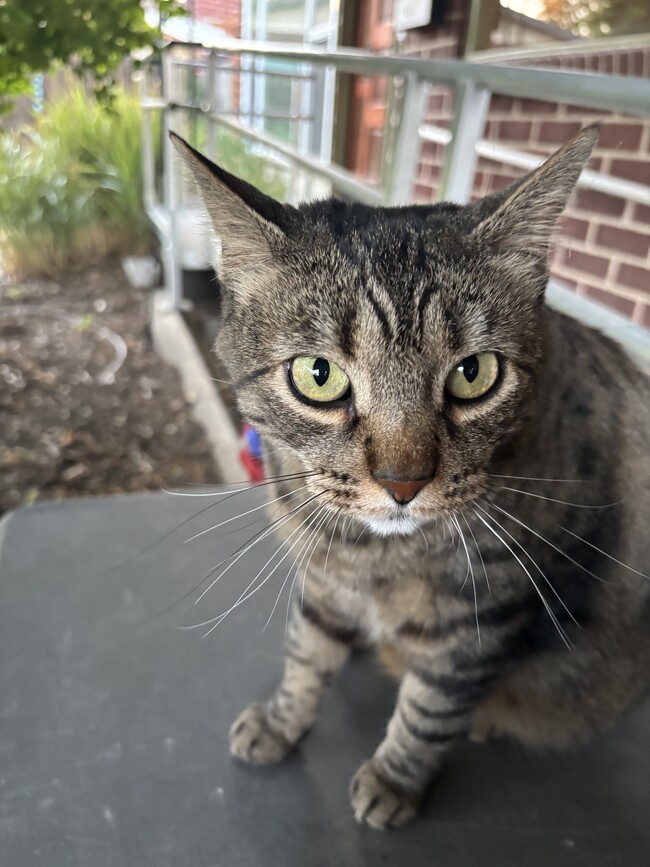 Building Photo - 1146 Taffeta Dr