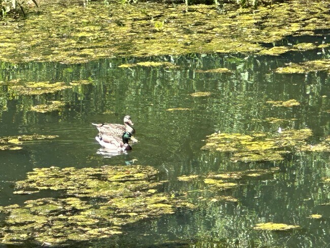 Building Photo - Secluded & Gated 10 Acre Jamul Property w/ 3 Bedroom, 3 Bathroom House and Pond