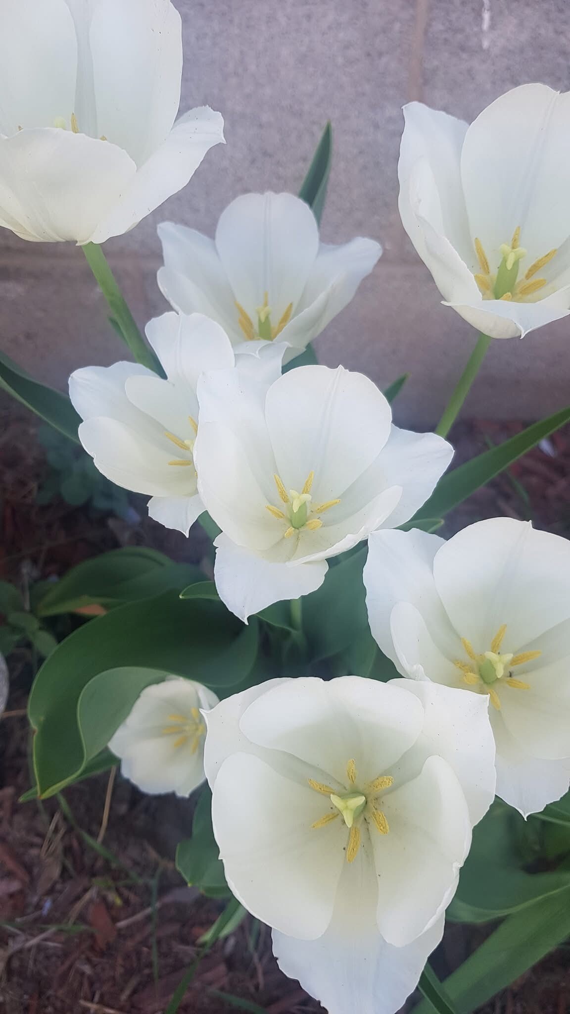 Beautiful Landscaping - 607 W Picnic St