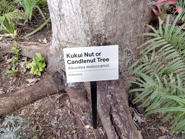 Gardens 11 - 300 Wai Nani Way