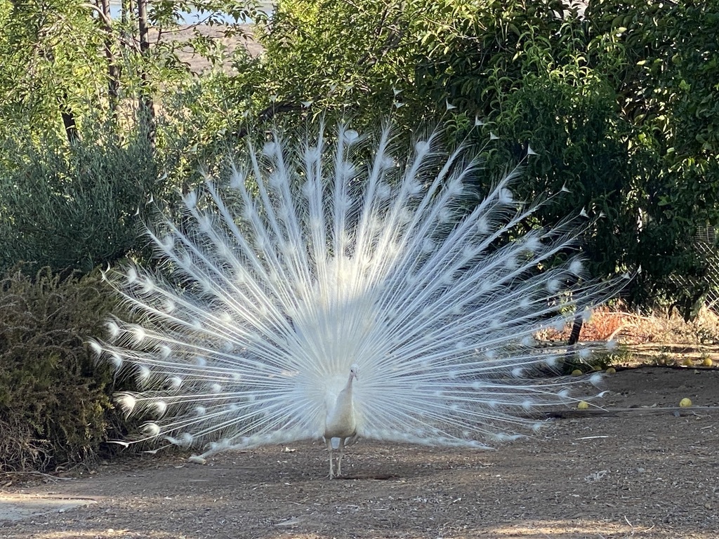 Bowie our resident peacock - 15691 Wendell Park Dr