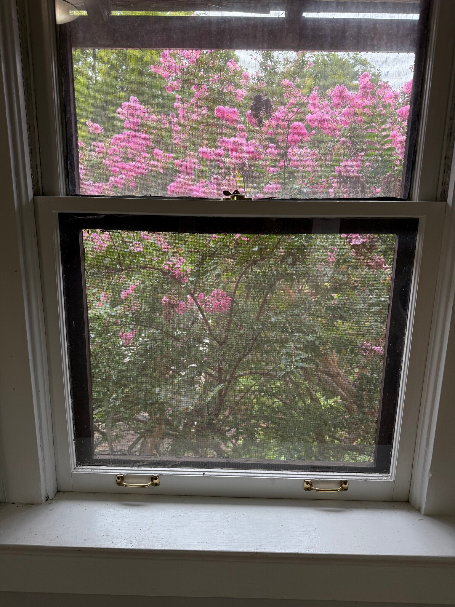 There is a treehouse feel to this apartment - 862 Main St