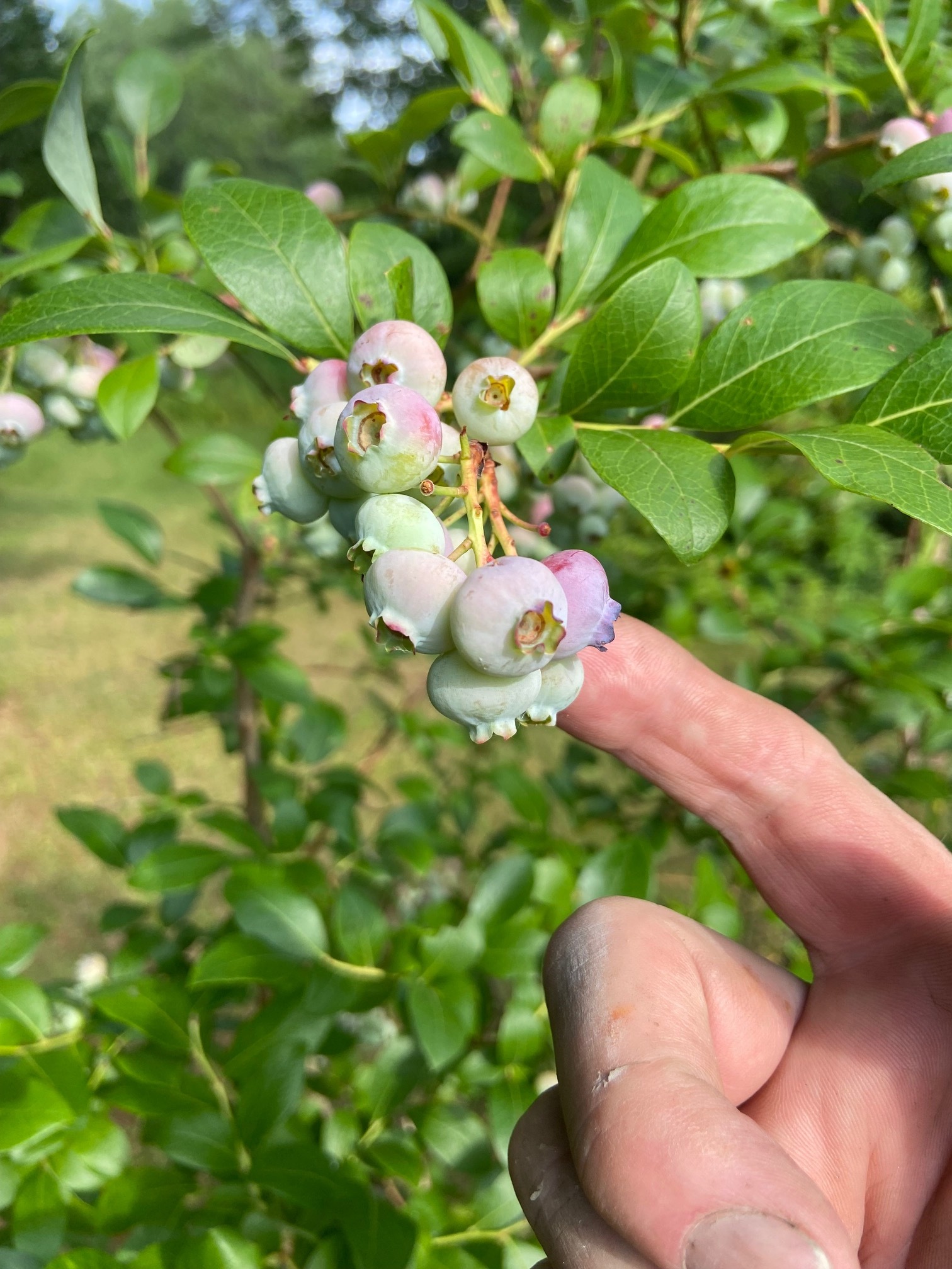 Fruit bushes and trees - 696 S Wardsboro Rd