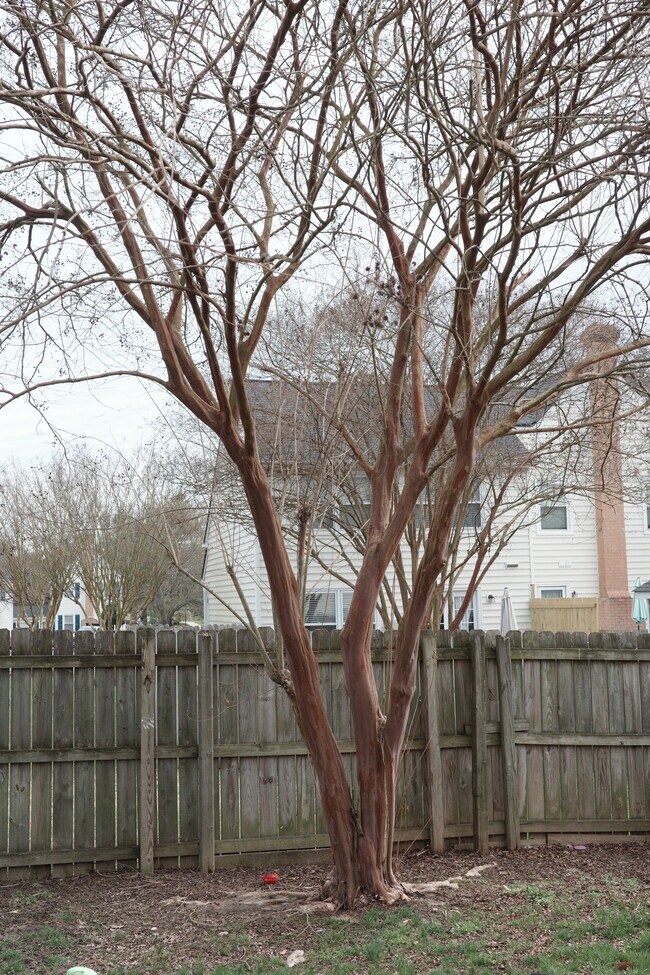 Back yard tree offering shade and privacy - 9908 Whitney Cir