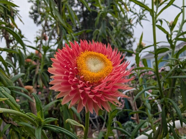 Building Photo - Charming remodeled garden flat with laundry