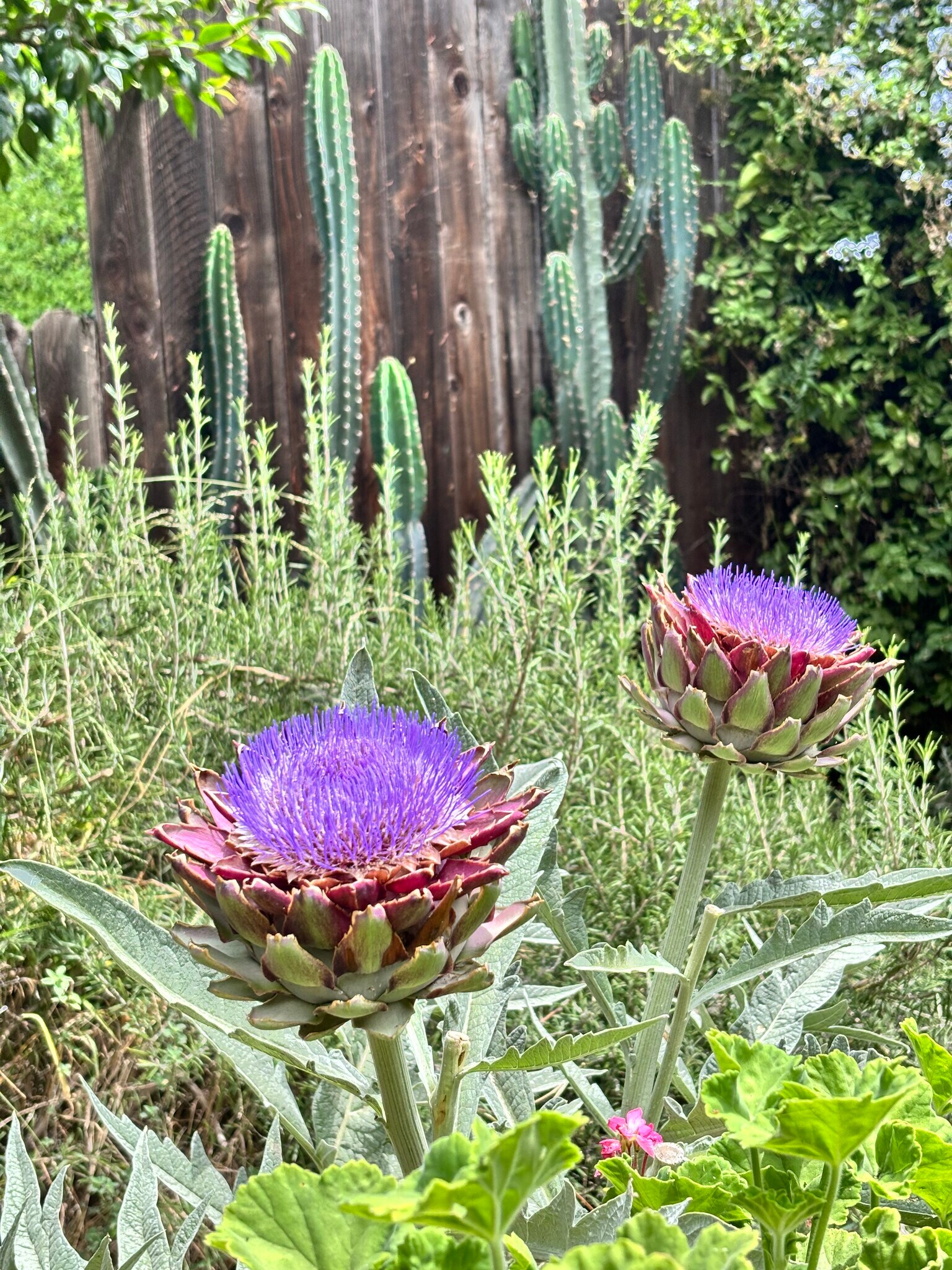 Cacti and Artichokes - 2528 Panorama Ter