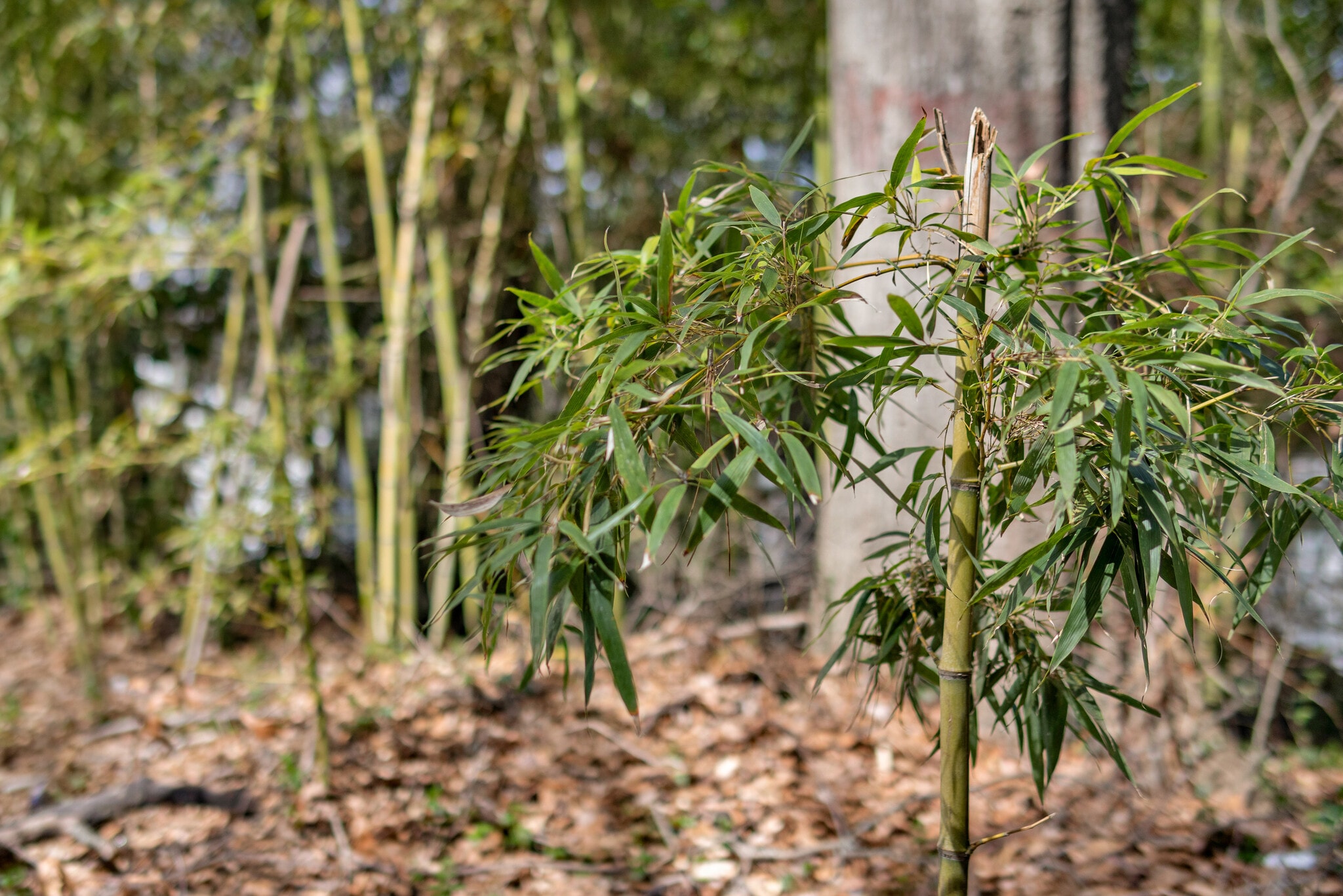 Building Photo - 764 Mary Ln