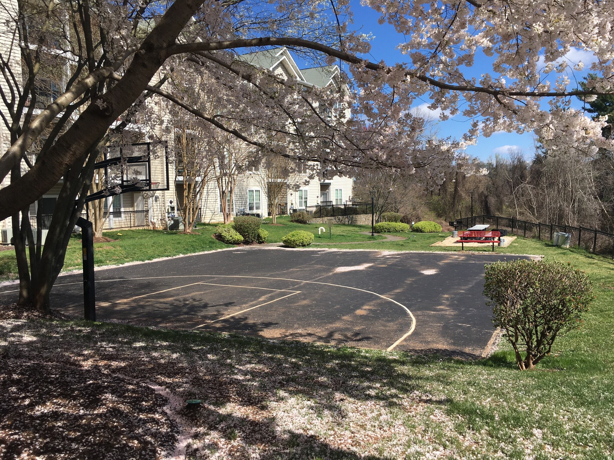 Outside - Basketball Court, Picnic & BBQ Area - 1591 Spring Gate Dr