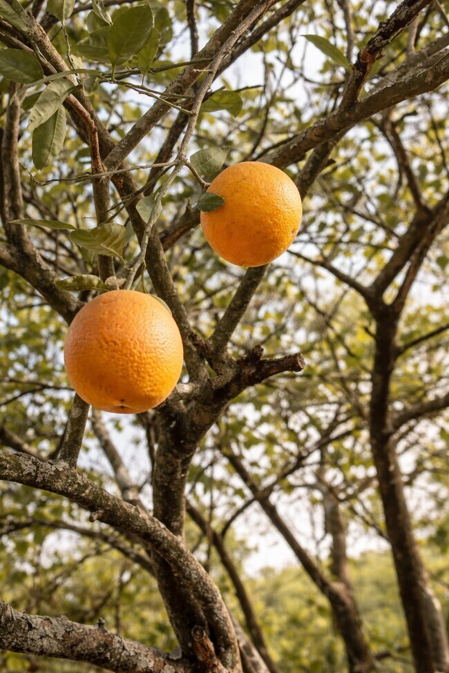 Building Photo - 6910 Corkwood Rd