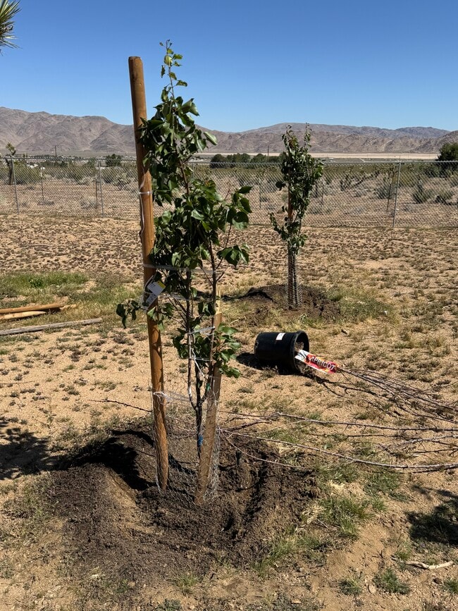 Building Photo - 9175 Alamo Ave