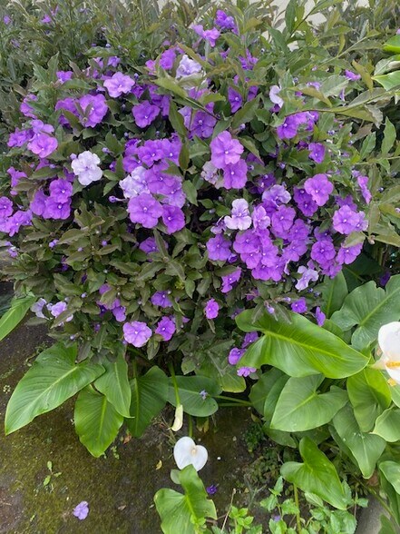 Building Photo - 8673 W Olympic Blvd