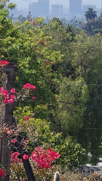 Mature Foliage - 2115 Duane St