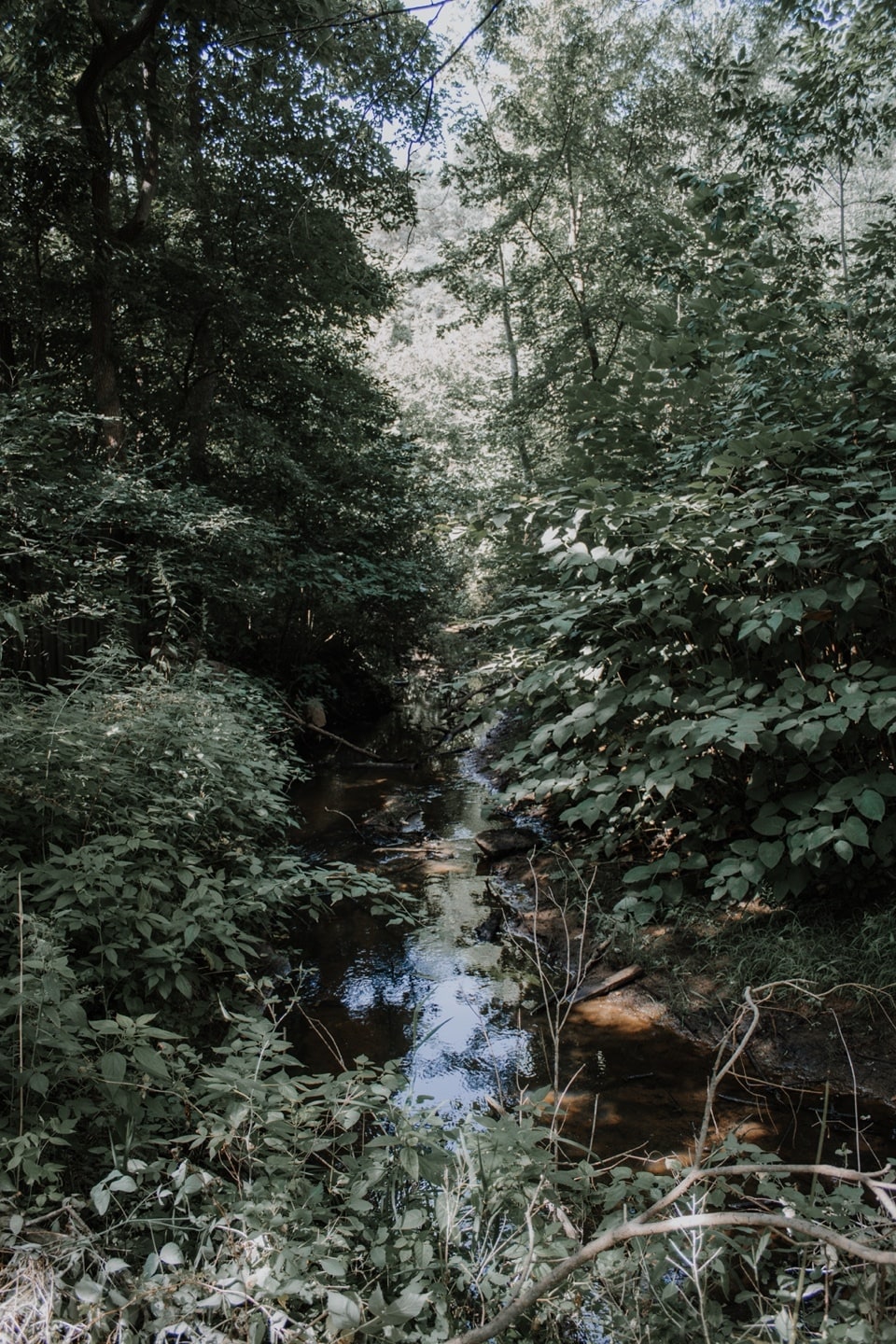 Creek in Back yard - 3885 140th Ave