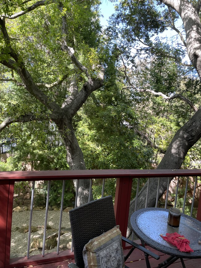 Oak tree off back deck - 2012 Tuna Canyon Rd