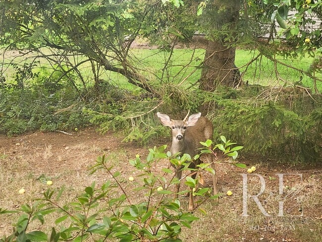 Building Photo - Waterfront Tudor | Private, Vintage Charm with Casita