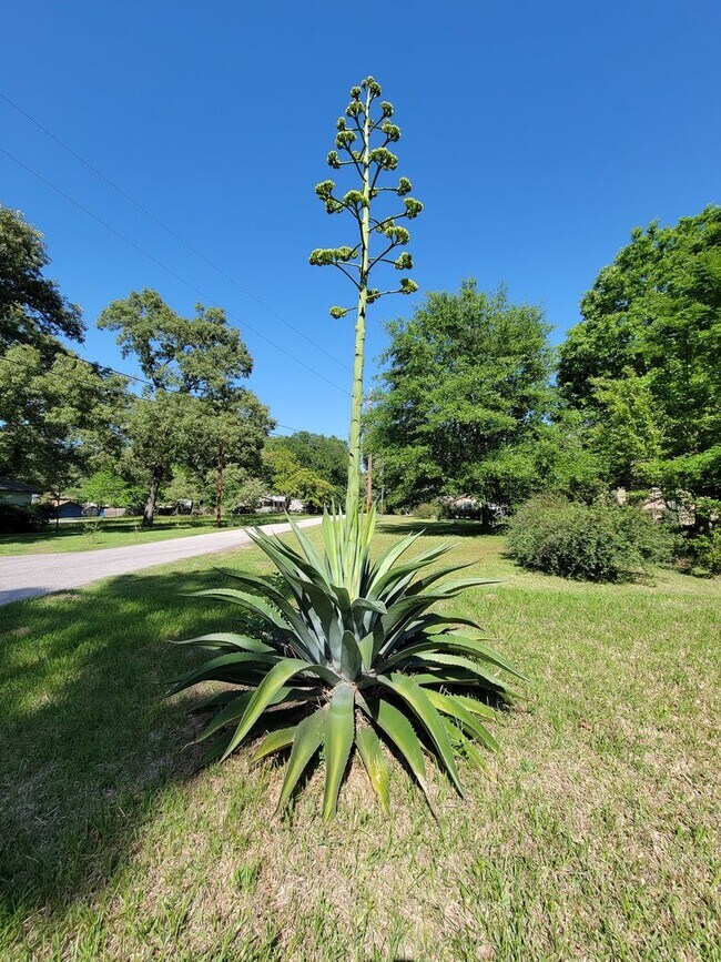 Building Photo - BEAUTIFUL RECENTLY REMODELED LEASE HOME IN HUNTSVILLE, TEXAS