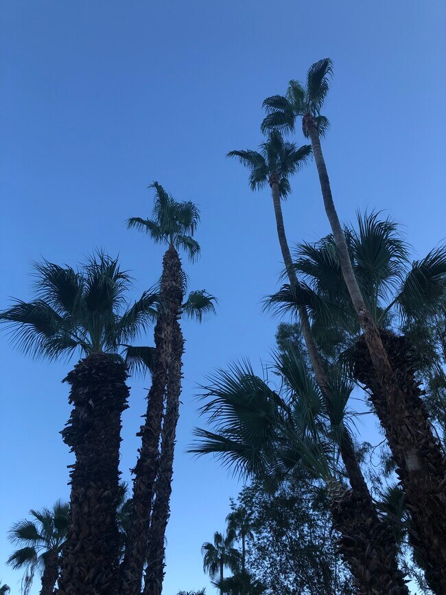 Palm Trees on Property - 835 N Rose Ave