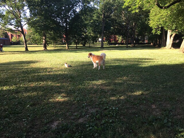 Montrose Park - dog friendly - 3014 Dent Pl NW