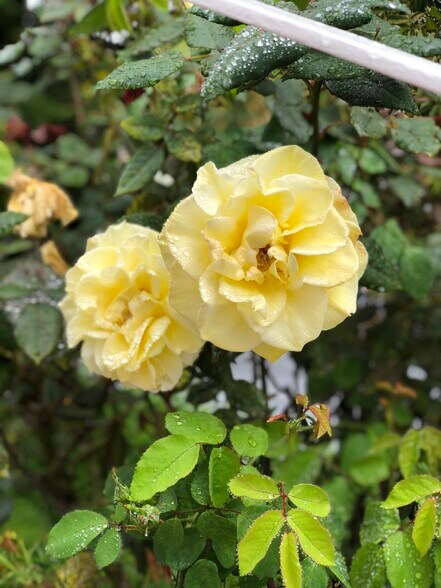 Building Photo - 12 Coach Rd