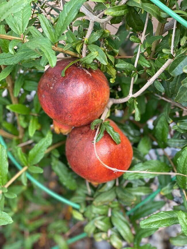 Pomegranate tree in the backyard. - 7027 S 13th Way