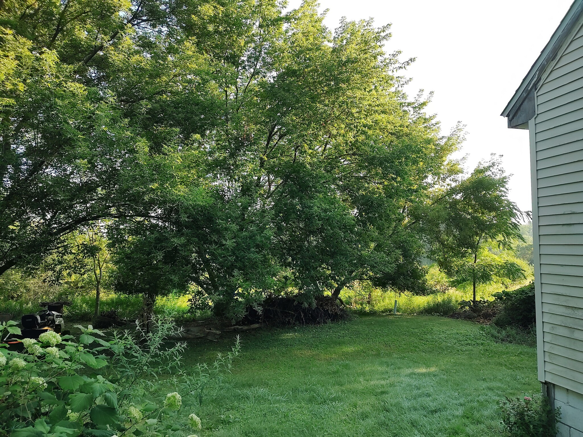 Back yard. - 1314 Blakeley Rd
