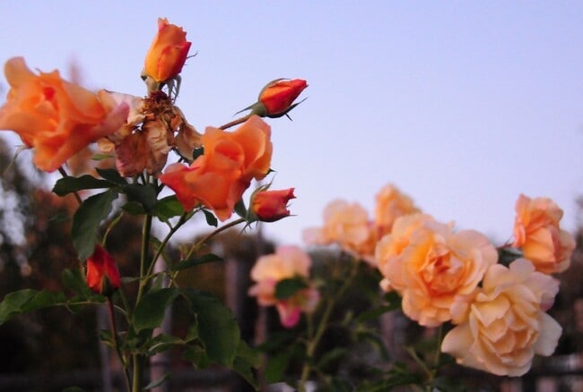 Building Photo - Gorgeous Multilevel 4 Bedroom 2.5 Bathroom Home on Acreage