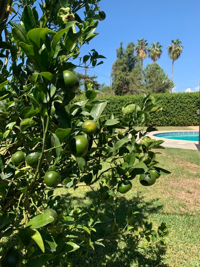 4 Organic fruit trees - 7811 Paso Robles Ave