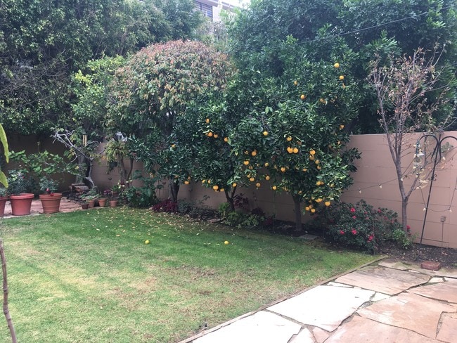 Backyard - 844 N Laurel Ave