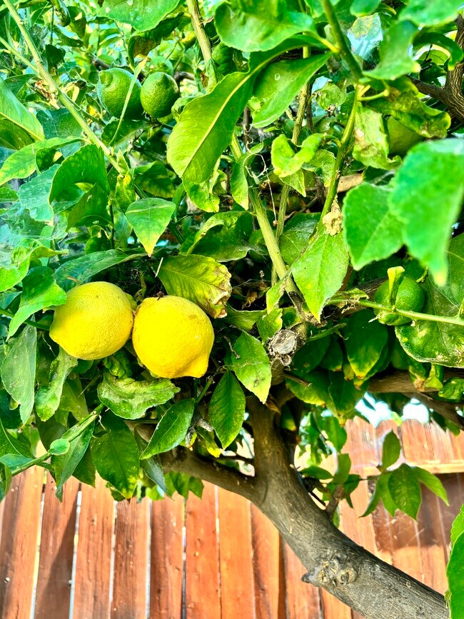 Building Photo - 1333 Currant Ave