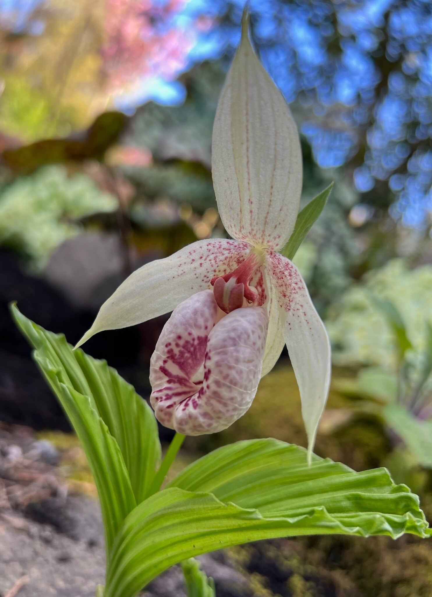 Special Orchid in private garden - 1411 NW 120th St