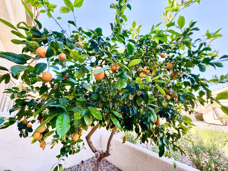 tree in patio - 78278 Desert Willow Dr