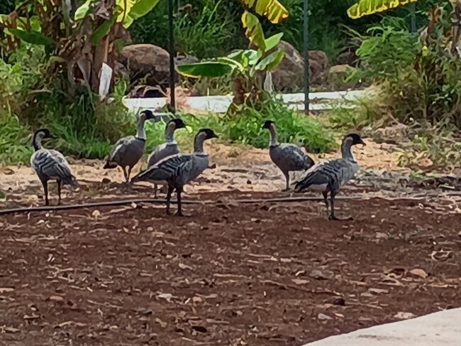 Building Photo - 257 Hokiokio Pl