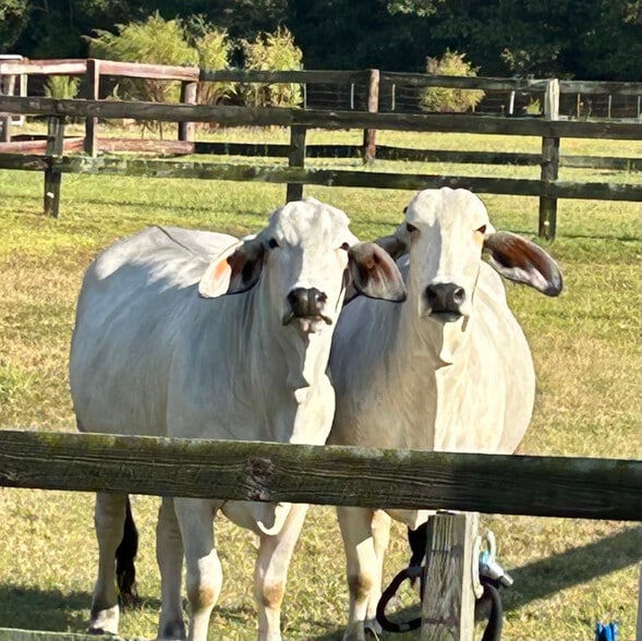 Building Photo - 373 T Johnson Rd