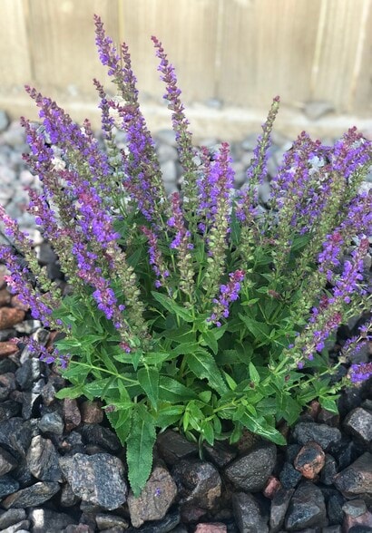 Side bushes - 537 High Point Dr