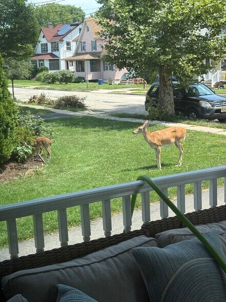Sometimes we get visitors. - 846 Williams Ave