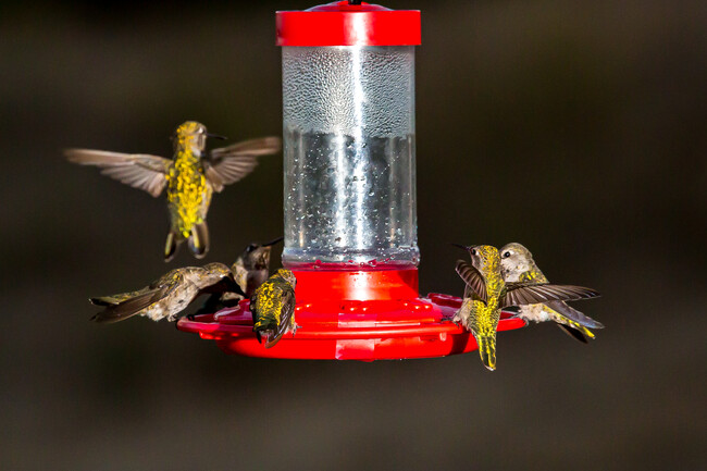 These hummingbirds were photographed in the back patio - 250 Vista Montana Way