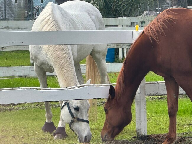 Building Photo - 260 Crown Oaks Way