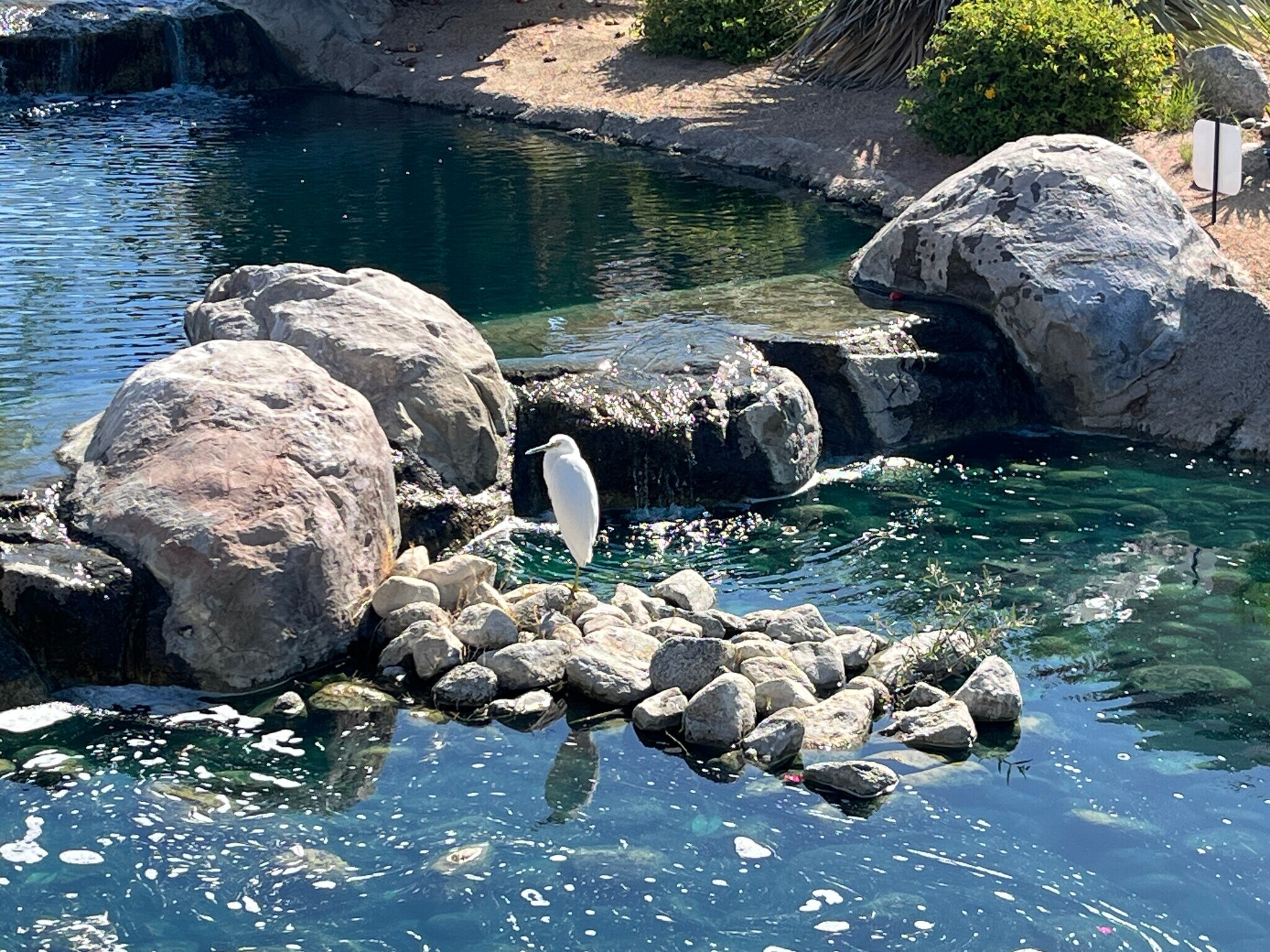 Egrets in the stream - 116 Avellino Cir