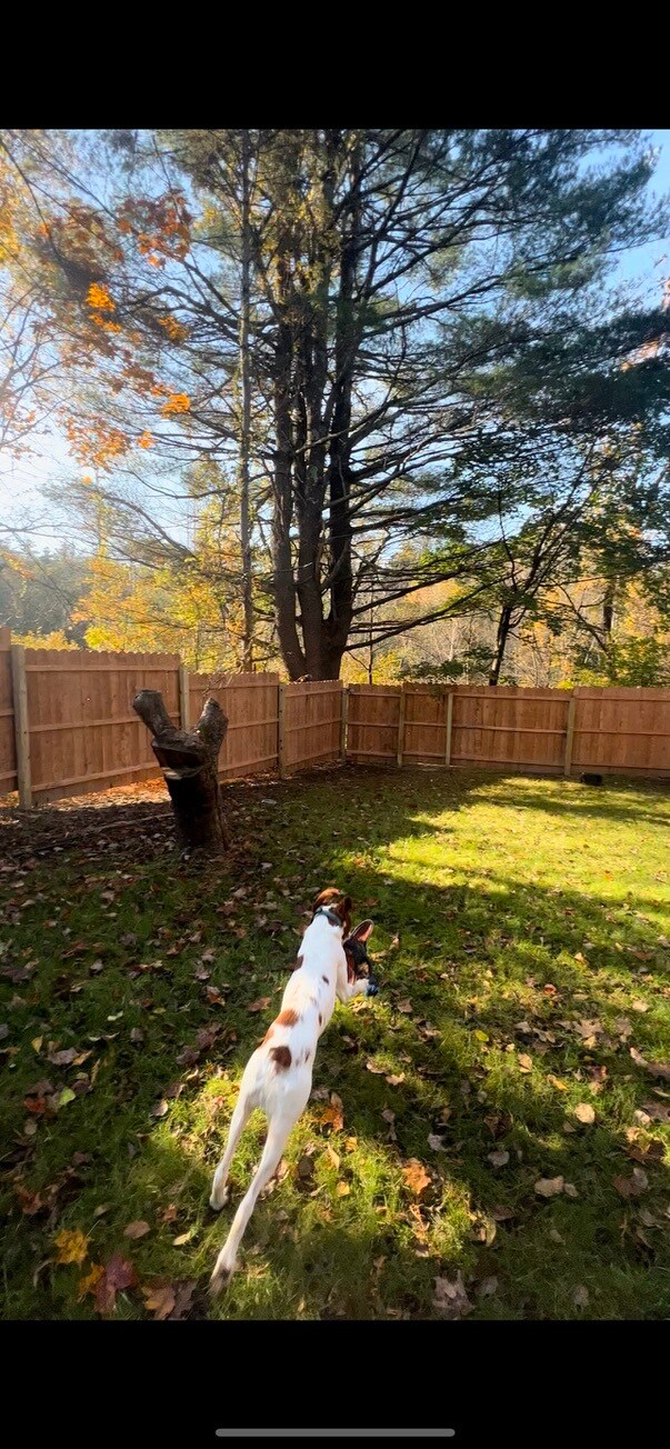 View of Full Fenced in Backyard (Fall) - 370A Washington St