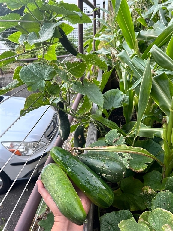 Building Photo - 46 Lombard Terrace