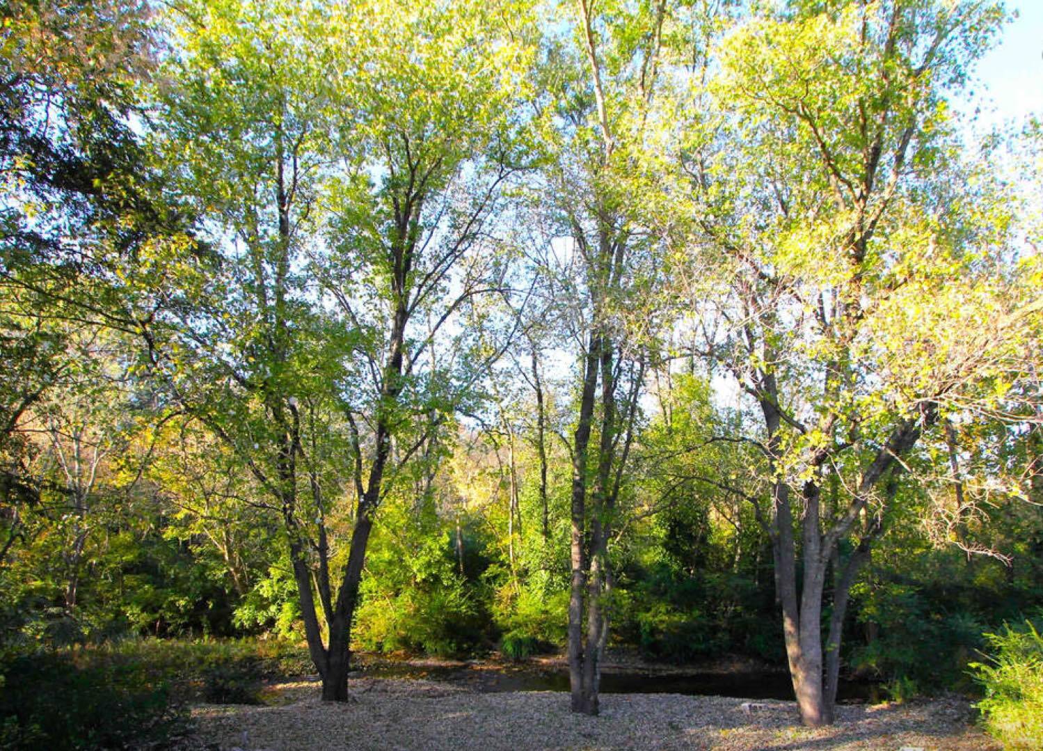 7 Mile Creek_Back of property - 5011 Suter Dr