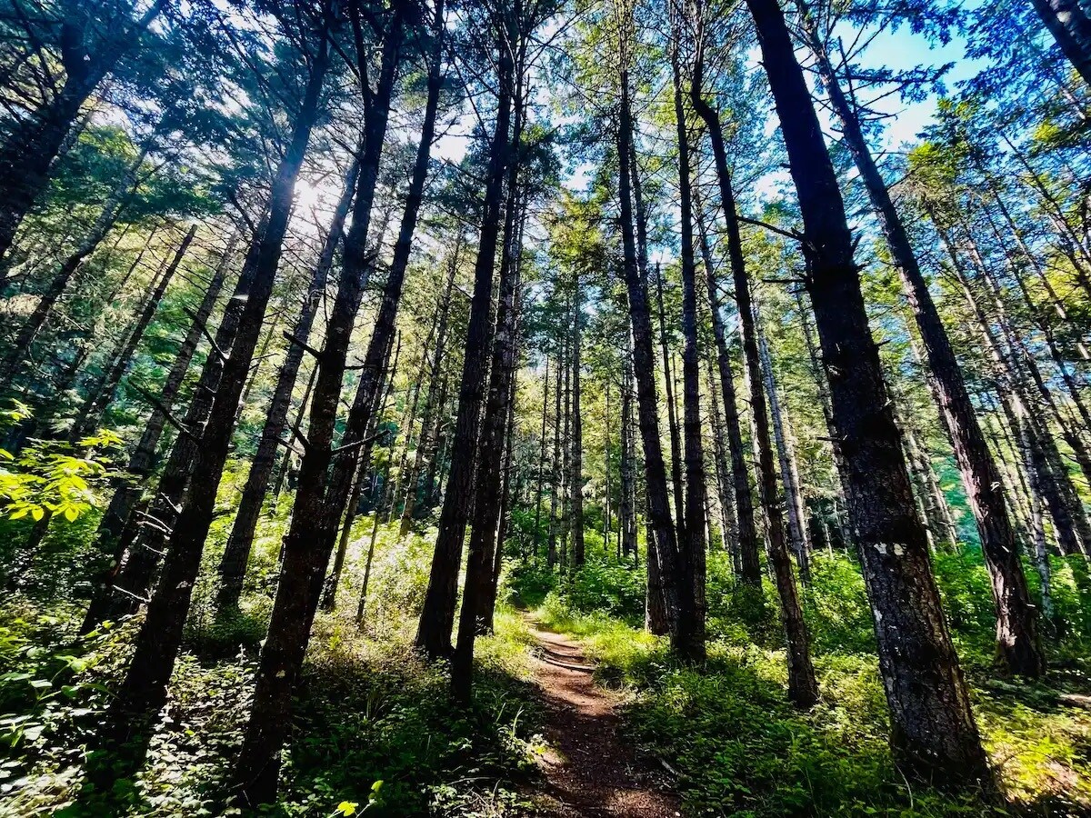 Butano State Park - 75 Fern Rd