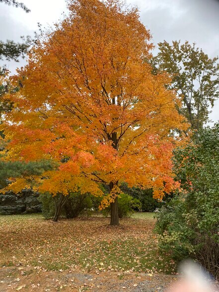 Fall colors - 75571 Van Dyke Rd