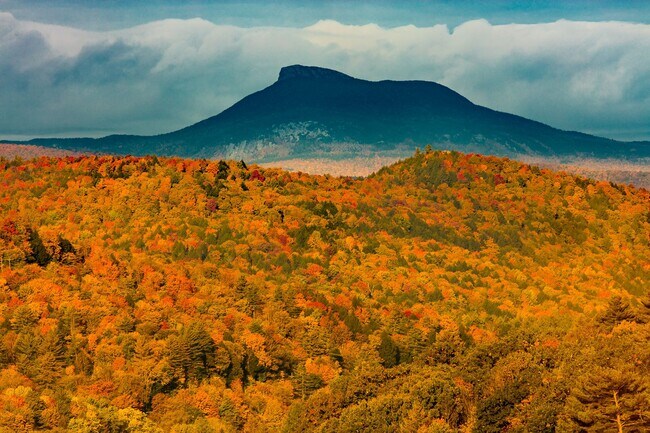 Building Photo - Studio in Richmond Village - Available March 1st!