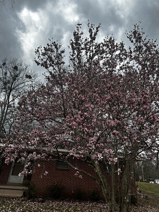 Tulip magnolia tree front yard spring - 4447 N Gloster St